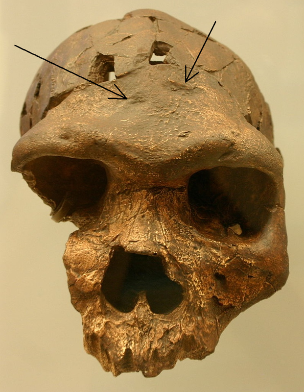 ТипичныйцЭректус