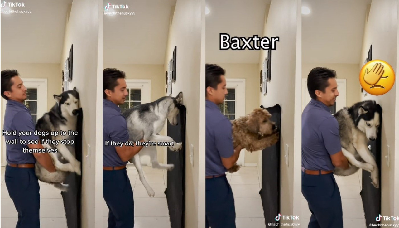 Test viral de TikTok muestra si tu perro es inteligente