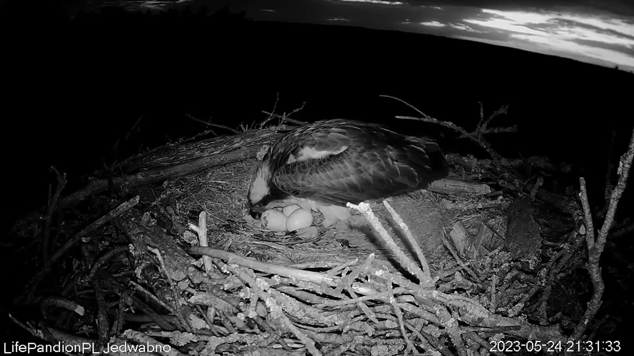 Rybołowy Online Puszcza Napiwodzko-Ramucka _ Ospreys Online in Napiwodzko-Ramucka Forest 3-38-37 scr