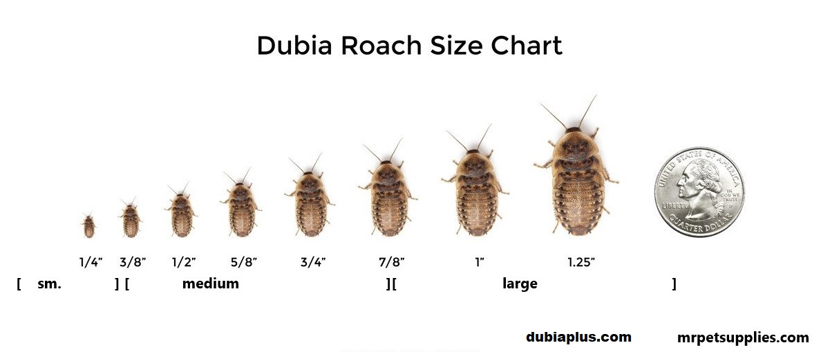 M.R. Pet Supplies mrpetsupplies.com Dubia Plus dubiaplus.com Size Chart