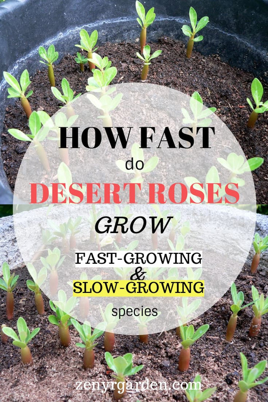 how-fast-desert-roses-grow.jpg