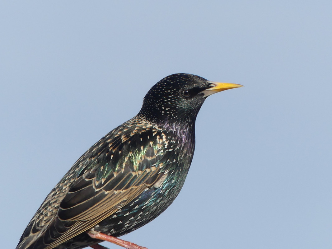 STARLING 3
