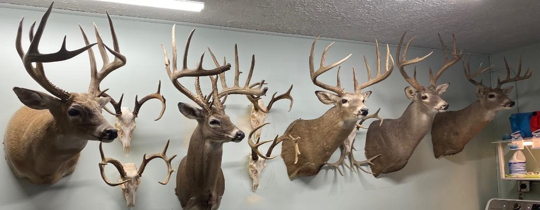 Got a decent buck, shoulder mount or not? - 24hourcampfire