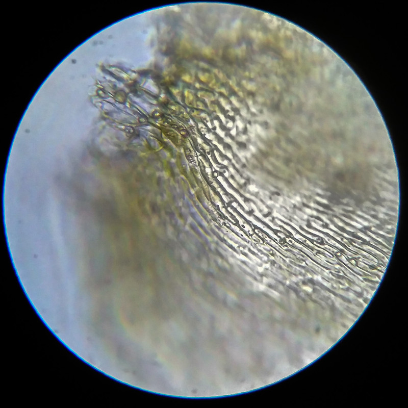 IMG 20250614 204625 HDR