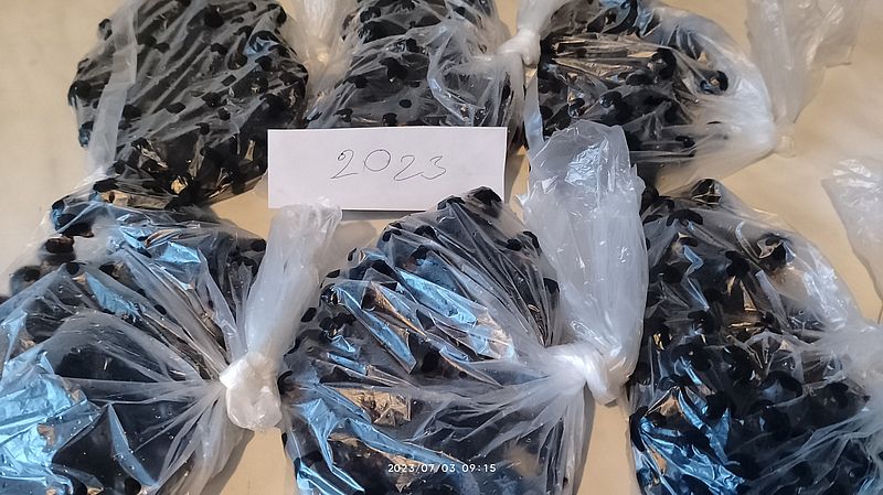https://i.postimg.cc/s26fsjmy/fekete-ribizli-20230703.jpg
