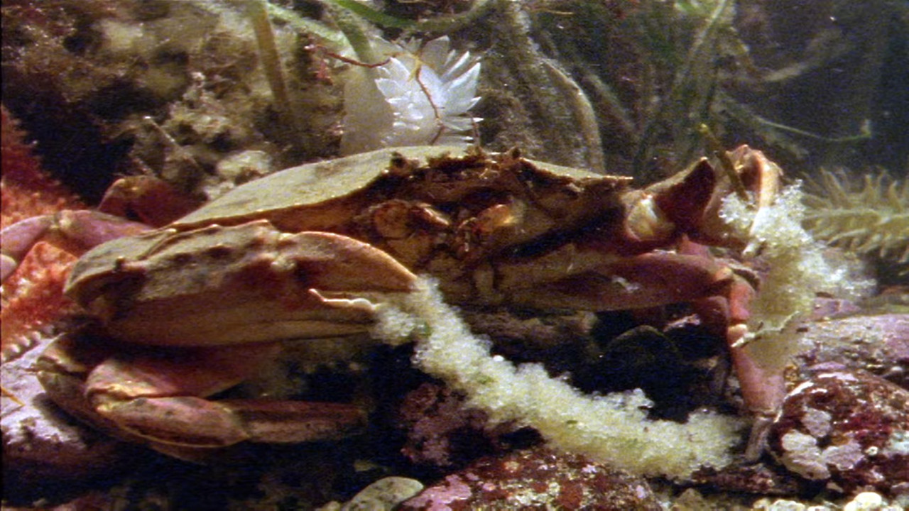 The Blue Planet S01E01 Ocean World (1080p x265 10bit Tigole).mkv