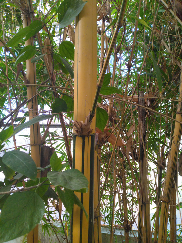 Bambusa ou phyllostachys  (5)