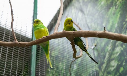 Вивчення птахів