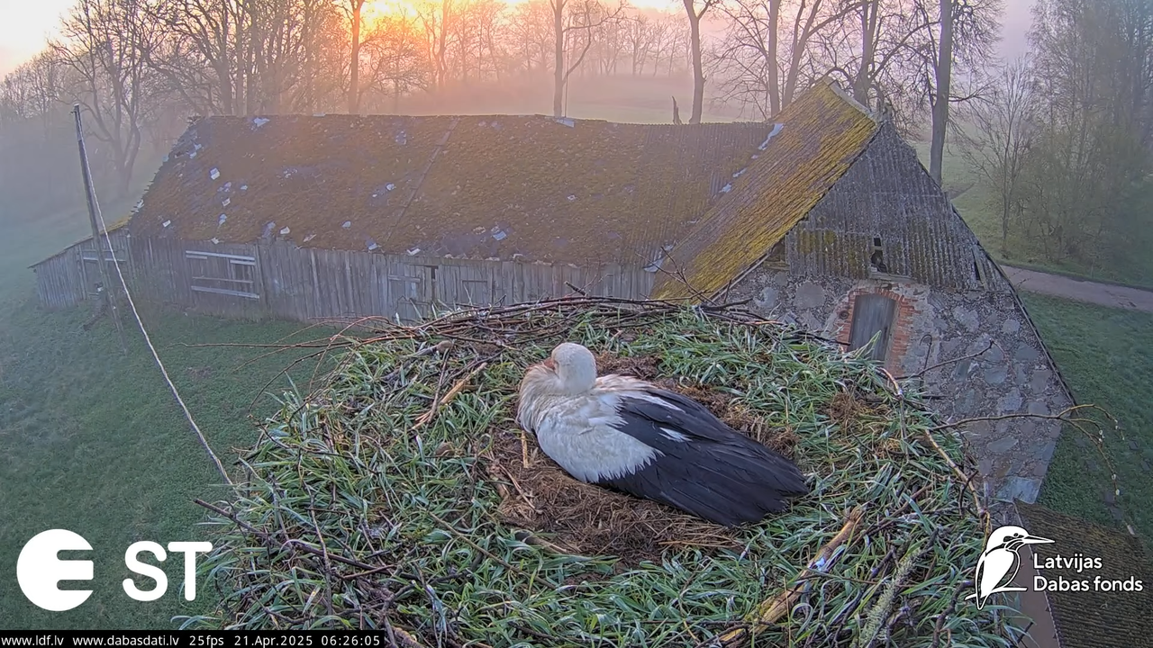 (47) Baltie stārķi (Ciconia ciconia) Tukuma novadā __ White storks in Tukums, Latvia - YouTube - 601