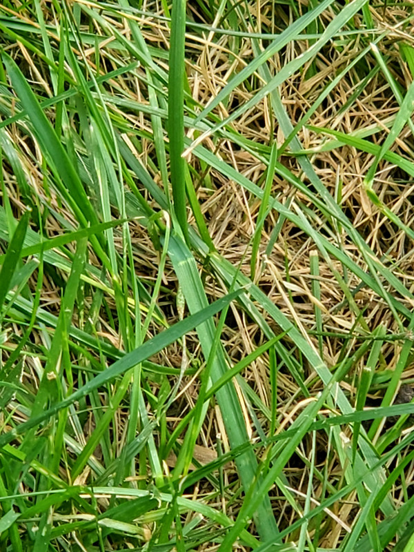 Brown Patches and Tire Marks Lawn Care Forum