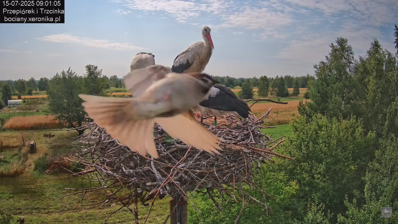 15072025bociany19