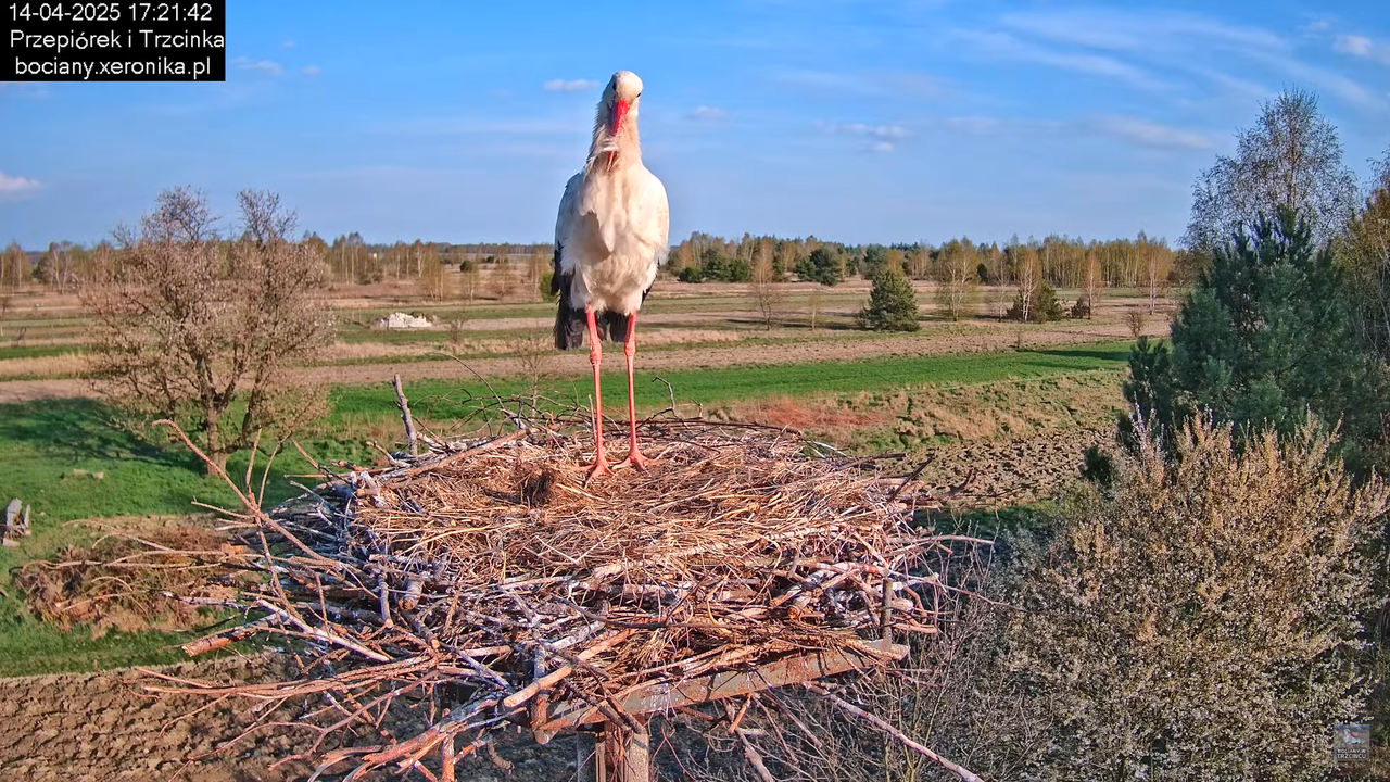 14042025bociany6