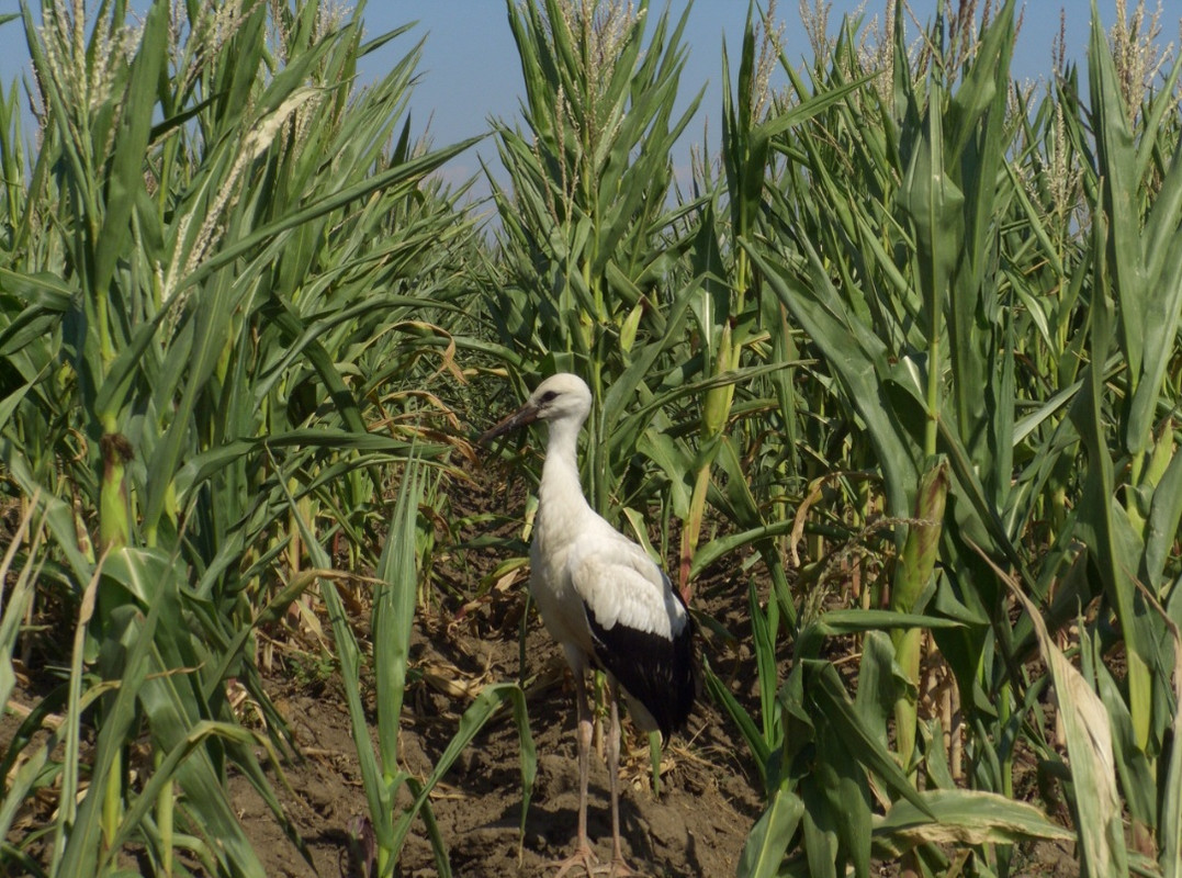 Screenshot_20240120_213500_Gmail