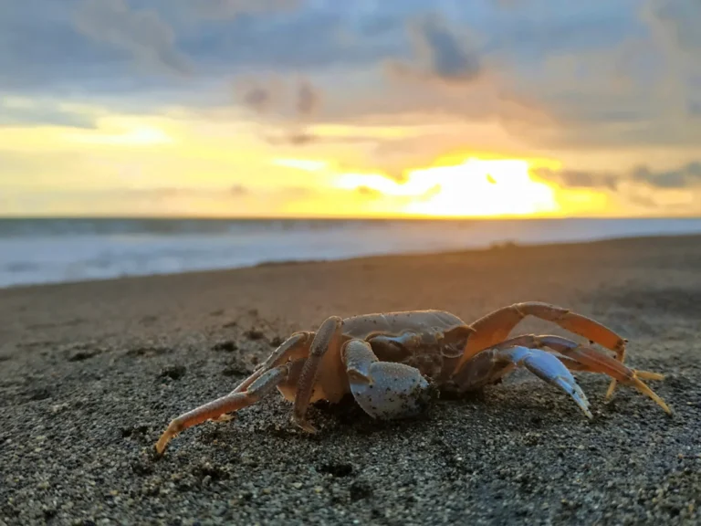 Kepiting-laut-di-tepi-pantai-mirit-kebumen-768x576