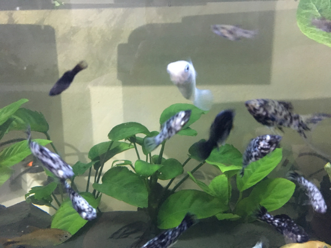 97EA1AC1-0991-48F4-8FE3-6DADB68B3799