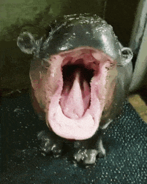 hippo-hippopotamus.gif
