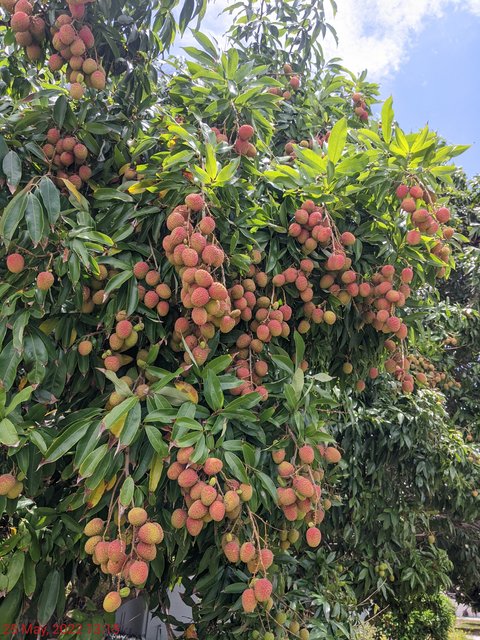 [Image: PXL-20220525-171521213.jpg]