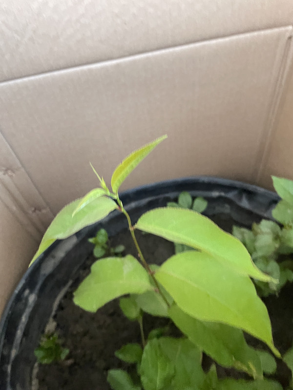 208A4559-D9C0-407E-A03E-660BC19E96A6