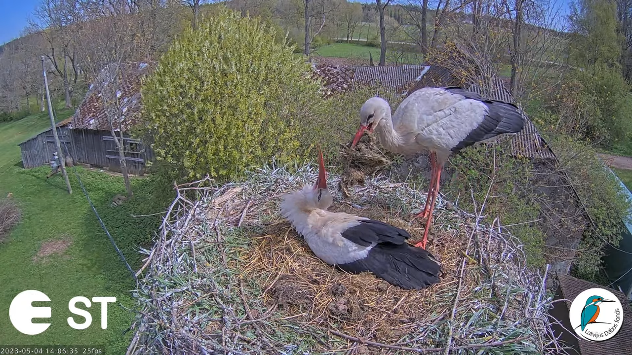 Baltie stārķi (Ciconia ciconia) Tukuma novadā - LDF tiešraide __ White storks in Tukums, Latvia 15-1
