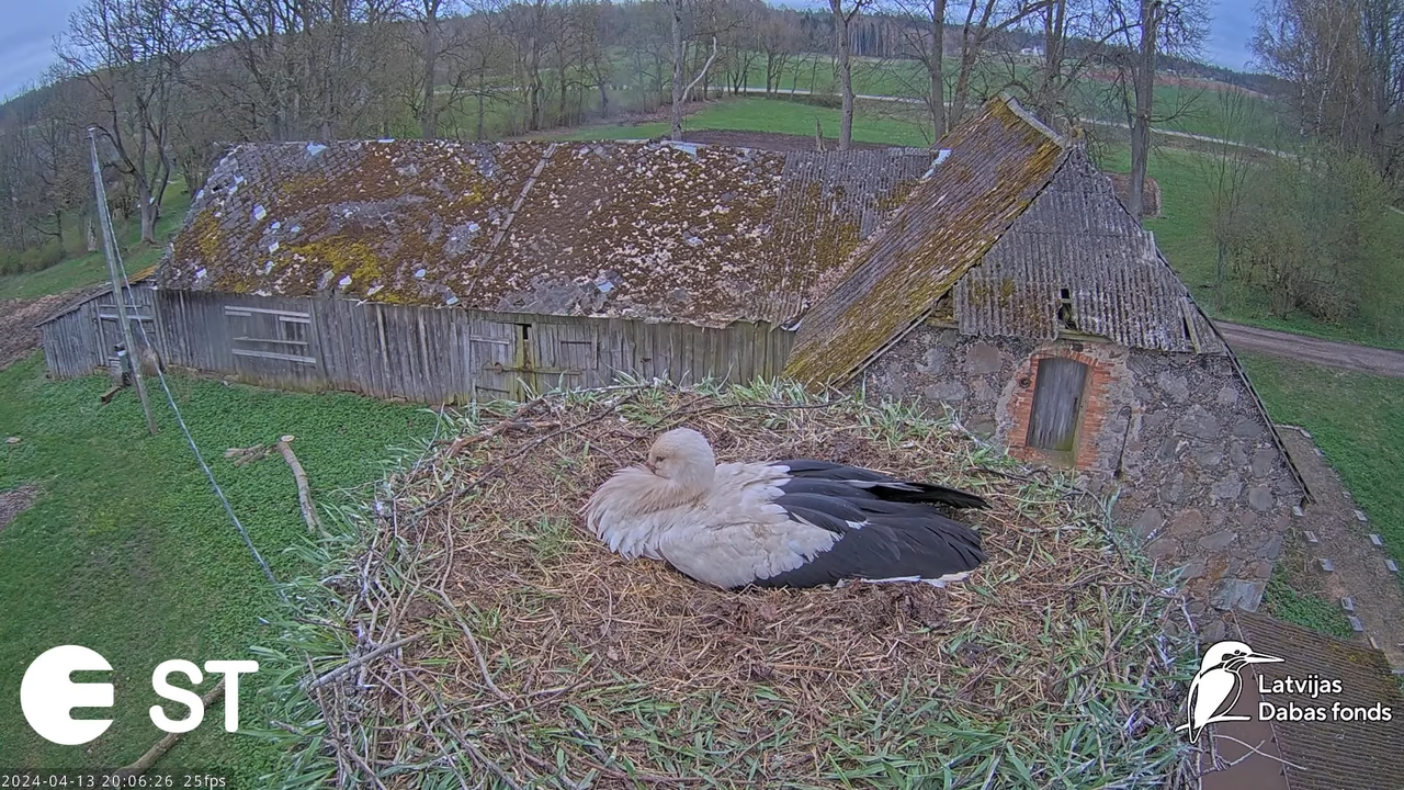 Baltie stārķi (Ciconia ciconia) Tukuma novadā - LDF tiešraide __ White storks in Tukums, Latvia 9-29