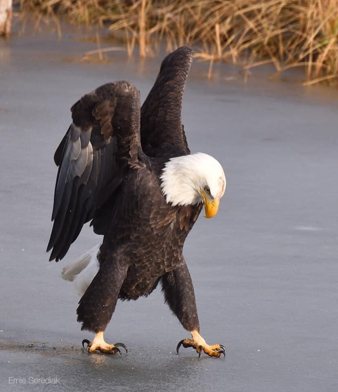 Eagle on ice