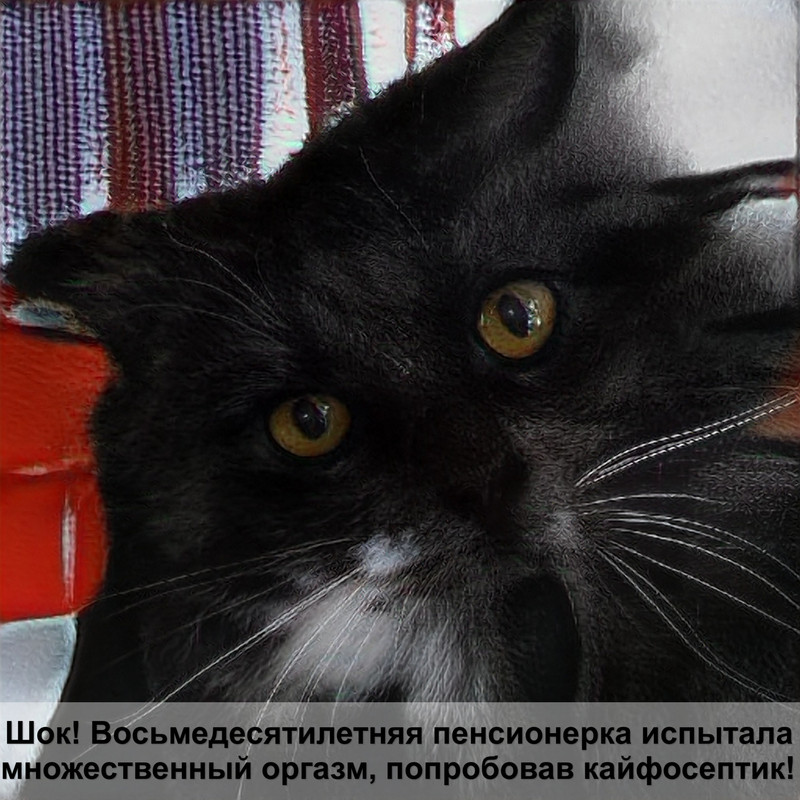 порода кошек которые не растут