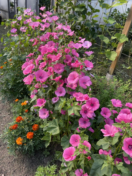 https://i.postimg.cc/s2FSGJxF/IMG-3389.jpg