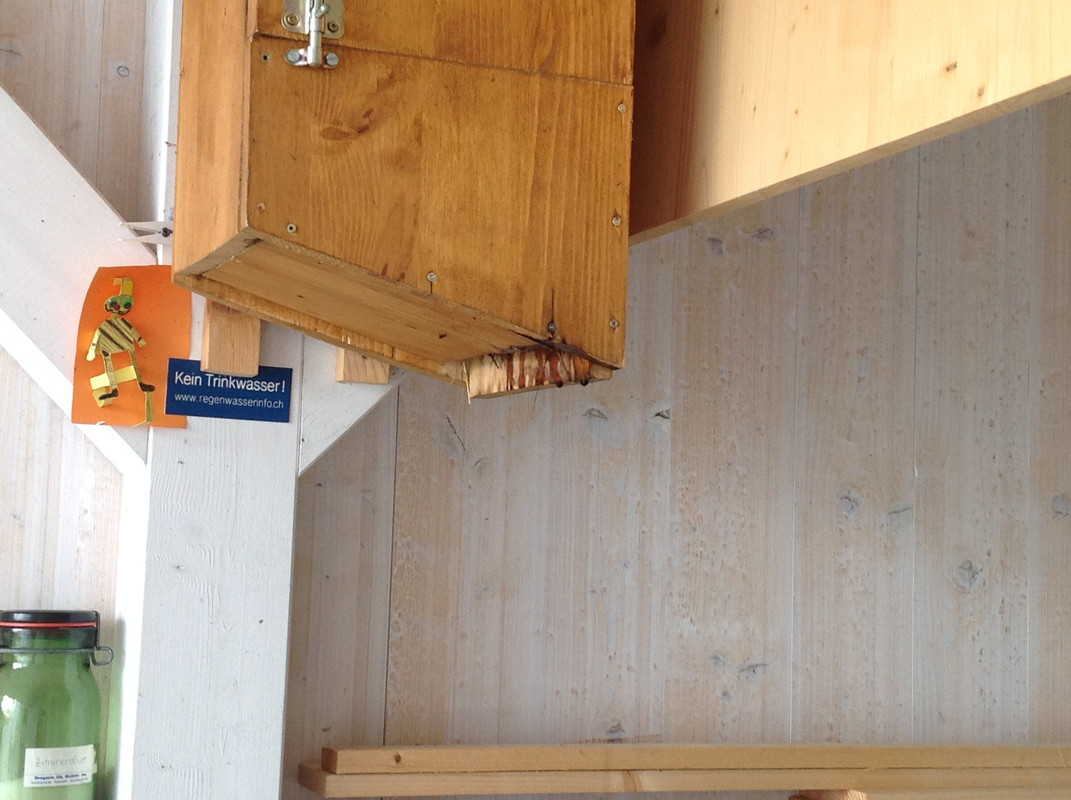 Vespa crabro germana 4. Sept 2015  (5)