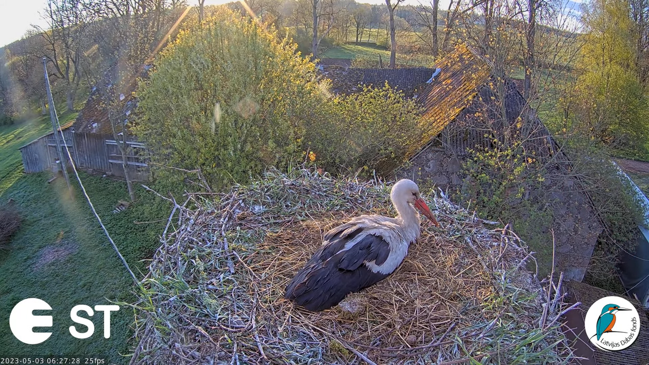 Baltie stārķi (Ciconia ciconia) Tukuma novadā - LDF tiešraide __ White storks in Tukums, Latvia 3-57