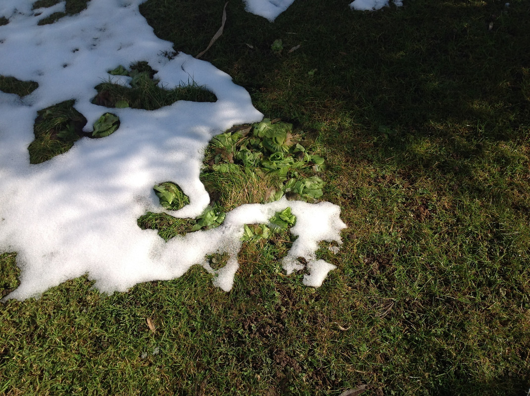 Garten Februar 12.02.2015 13 Uhr (13)