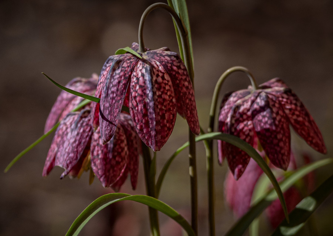 4584807 Ты трогать ее не моги! Растения, к которым лучше не приближаться