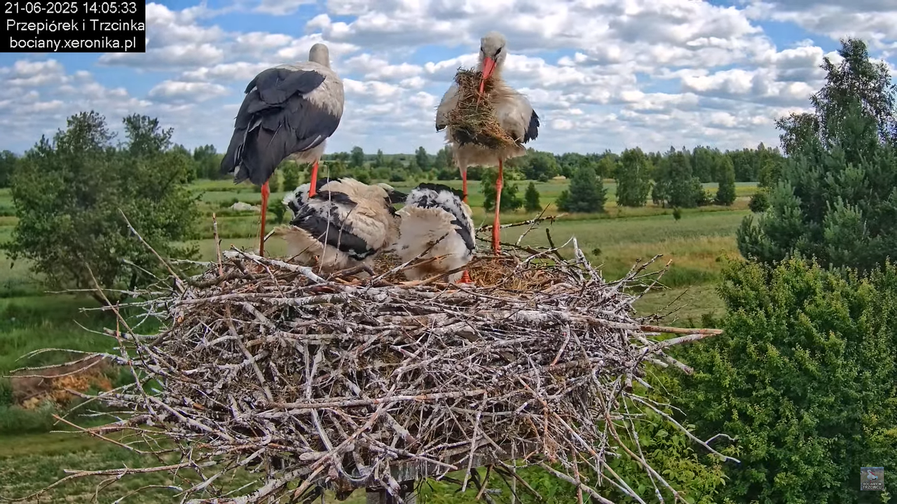21062025bociany24
