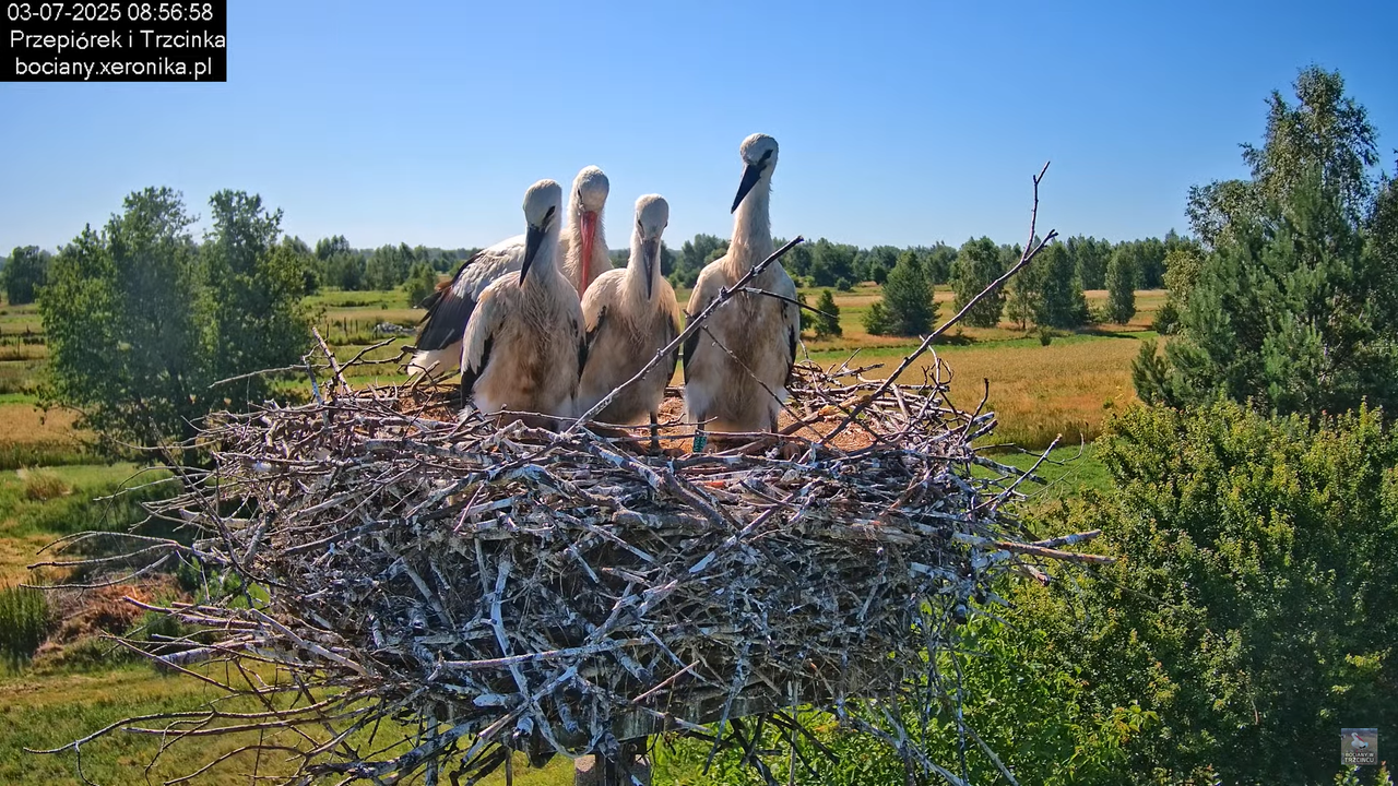 03072025bociany23