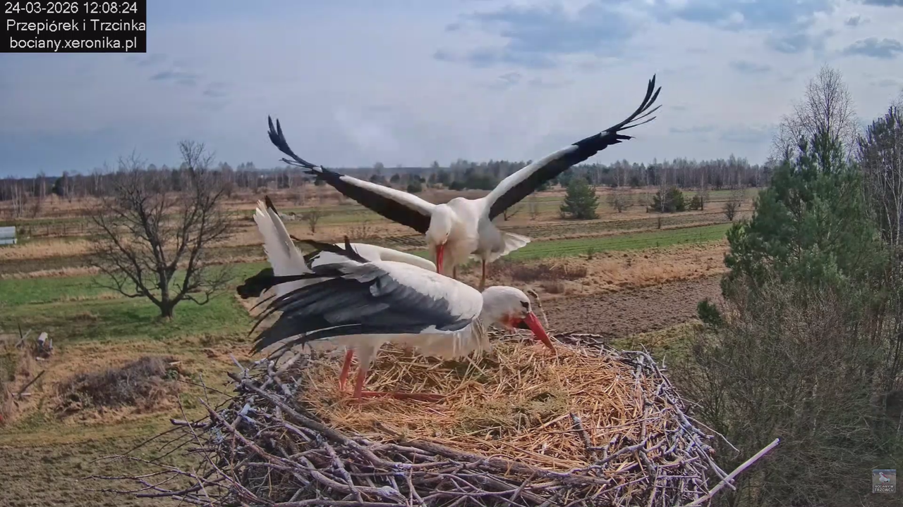 24032026bociany 12