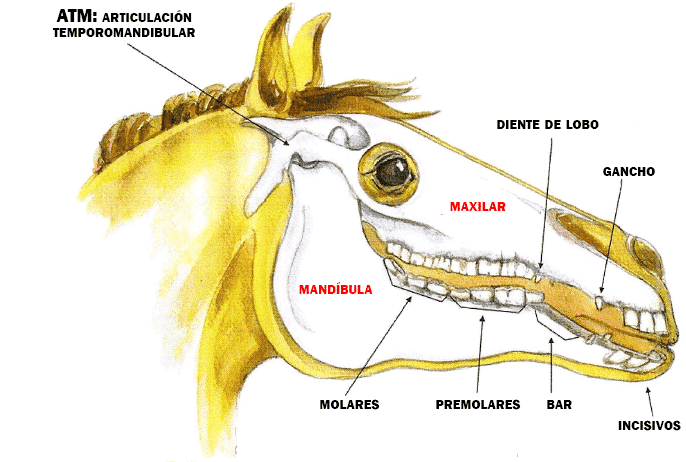 dent-cheval-MXES.png
