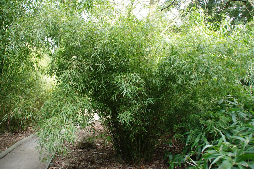 Fargesia robusta (4)