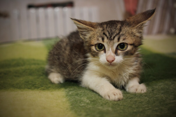 IMG-f8ed4511d2d4fc8e62543340fba17f96-V