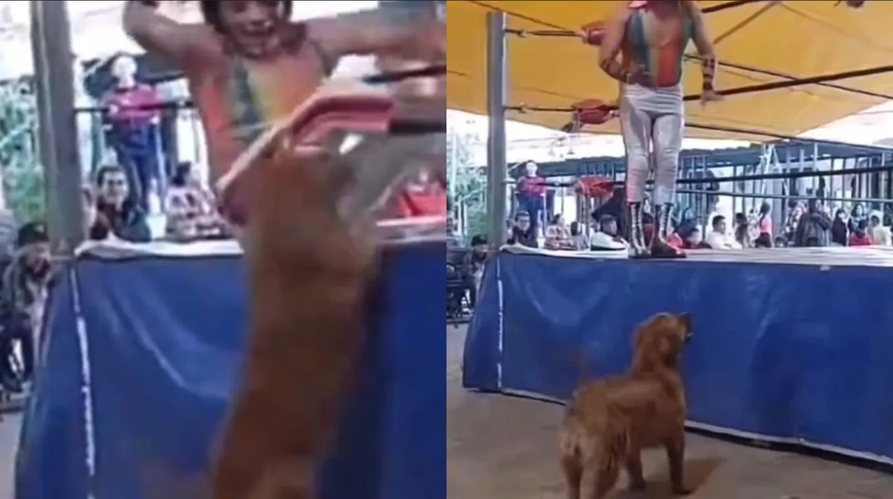 Por morder a enmascarados que caen del ring, perrito 'luchador' se hace viral