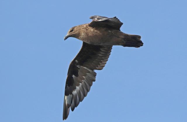 Alcaide Skua