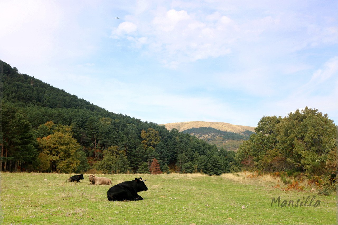 Vacas-Miraflores