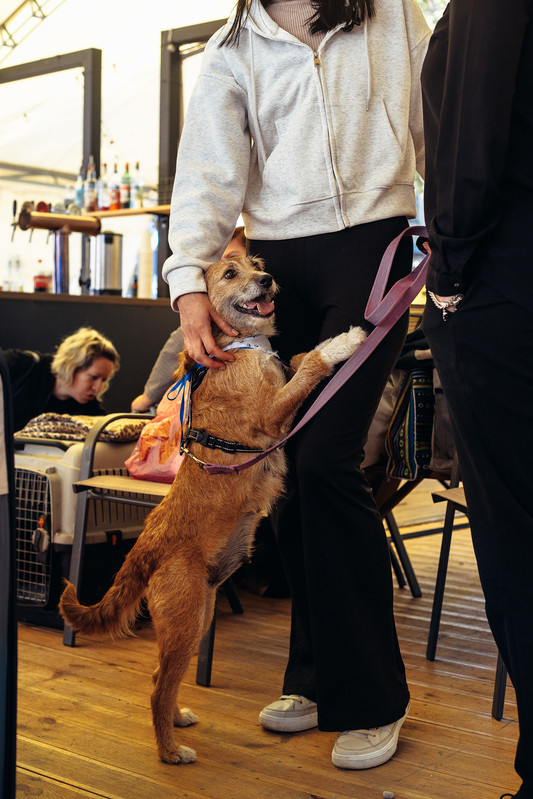 6V3A2204