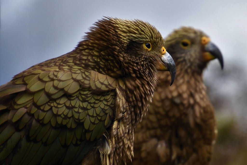 brown-kia-bird.jpg