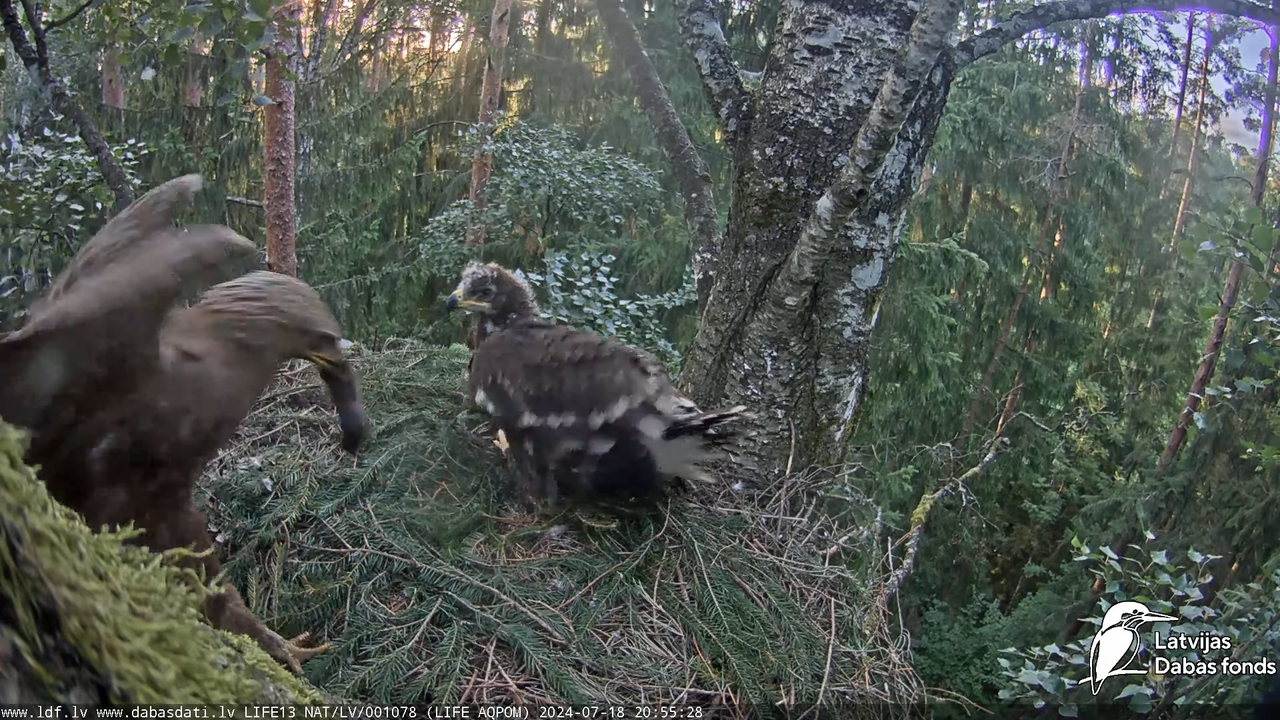 Mazais ērglis (Clanga pomarina), ligzda bērzā - LDF tiešraide 15-27-40 screenshot