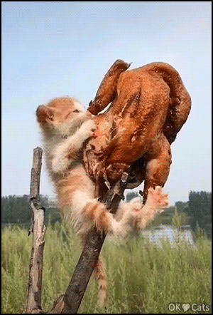 Crazy-Kitten-GIF-Very-very-very-hungry-kitten-wildly-devours-a-roasted-turkey-cat-gifs-com.gif
