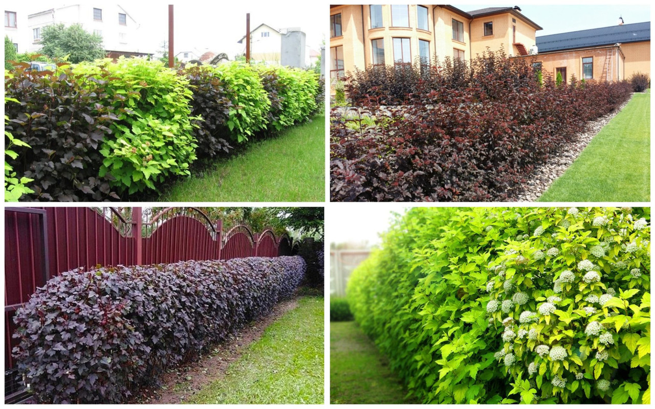 puzyreplodnik-kalinolistnyj-2048x1280