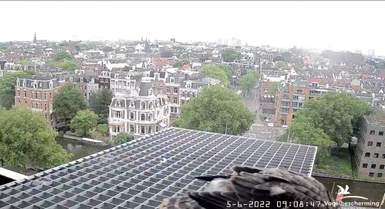 Amsterdam/Rijksmuseum screenshots © Beleef de Lente/Vogelbescherming Nederland - Pagina 18 Video-2022-06-05-091011-Moment-4