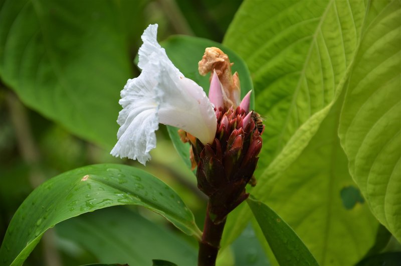 ISLA DE ROATAN-13-9-2017-HONDURAS - Crucero caribeño con MSC OPERA-Septiembre-2017 (46)