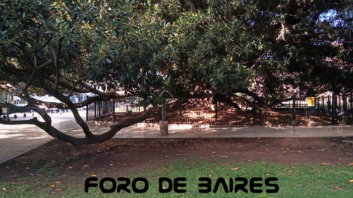 fotoarbolmonumentohistorico1