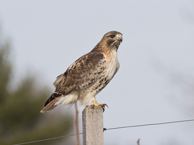 Does Resources Affect Red Tailed Hawks?