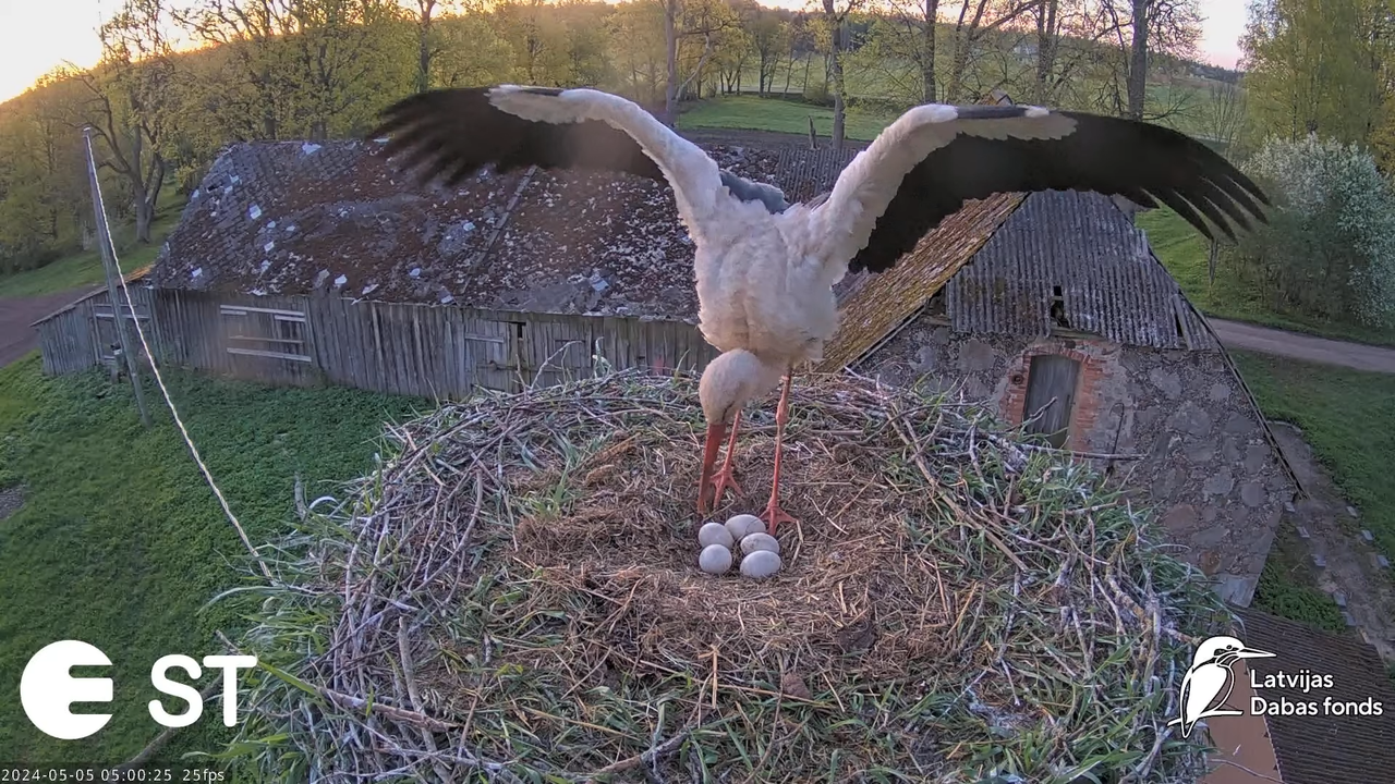 Baltie stārķi (Ciconia ciconia) Tukuma novadā - LDF tiešraide __ White storks in Tukums, Latvia 8-47